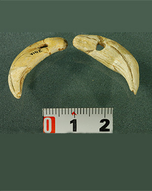 山顶洞人的首饰（兽牙）